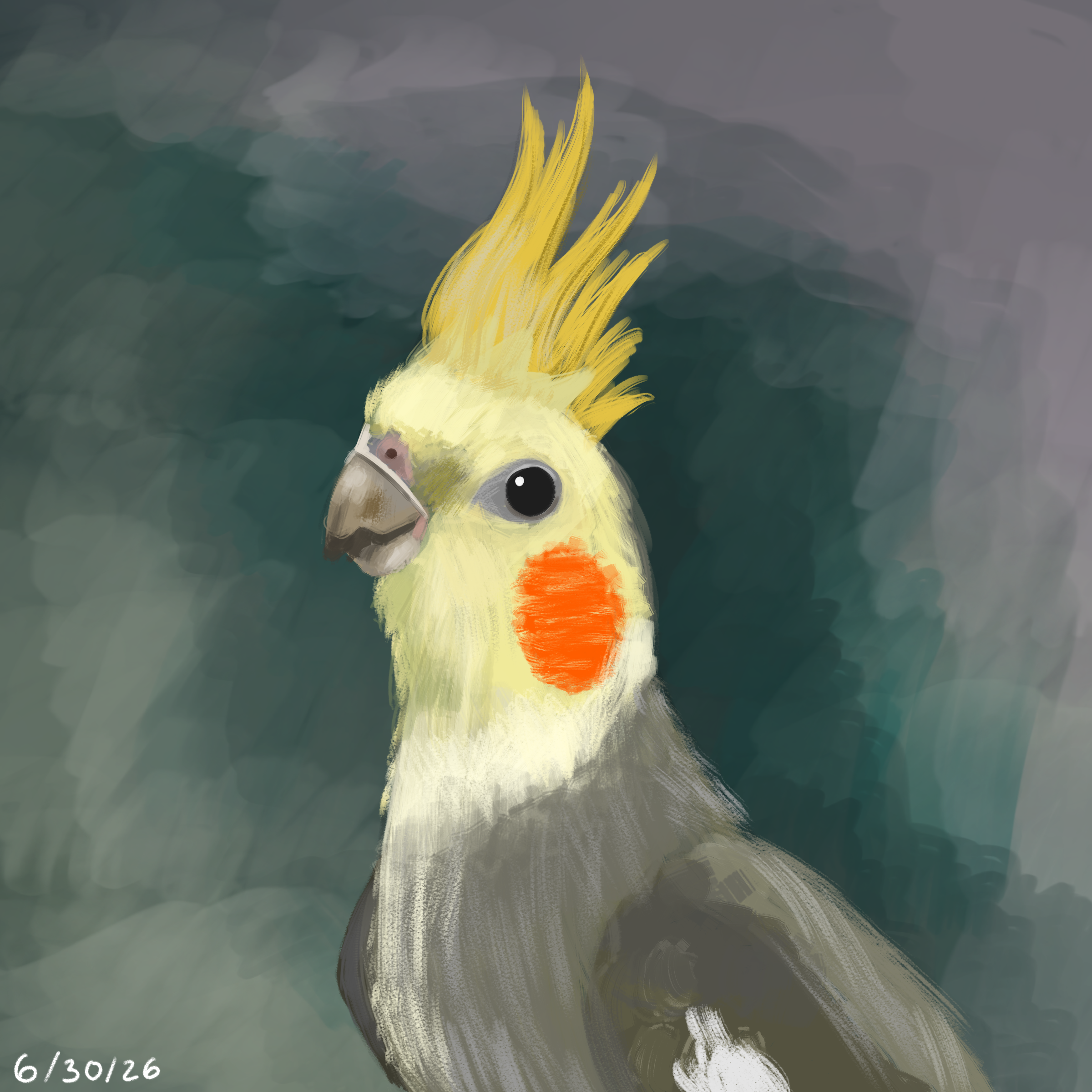Cockatiel
