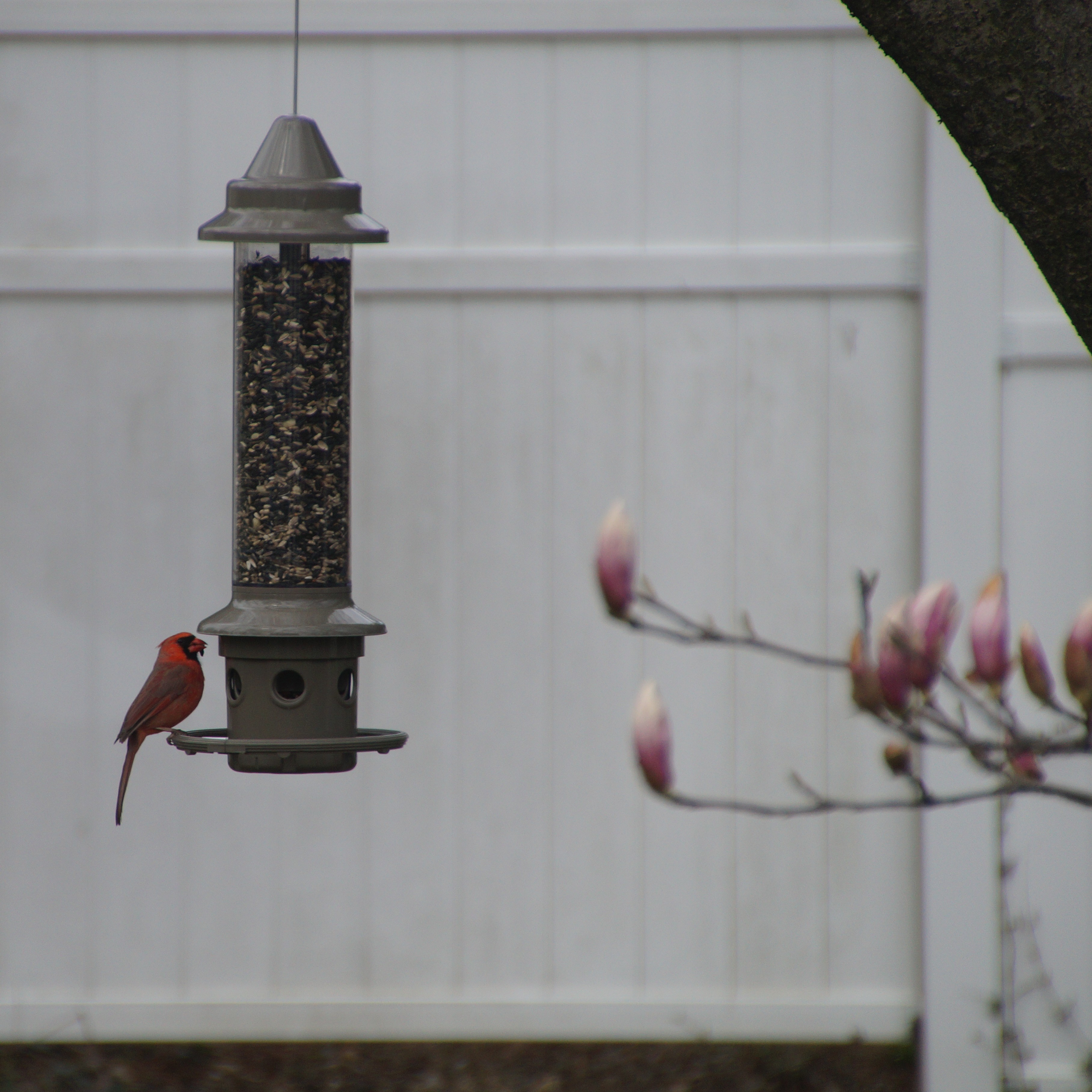 A cardinal in my backyard